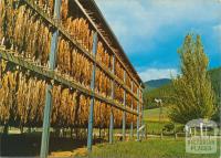 Tobacco drying on a farm near Bright