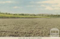 Maize Crop on the Flats at Orbost, 1948