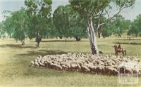 Herding sheep, Robinvale, 1966