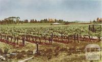 Irrigated vineyard, Robinvale, 1966