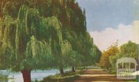 Willows around Lake Guthridge, Sale, 1956