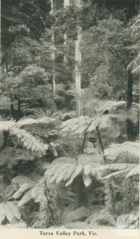 Tarra Valley Park, 1949