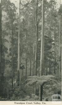 Traralgon Creek Valley