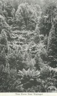 Tree ferns near Warragul