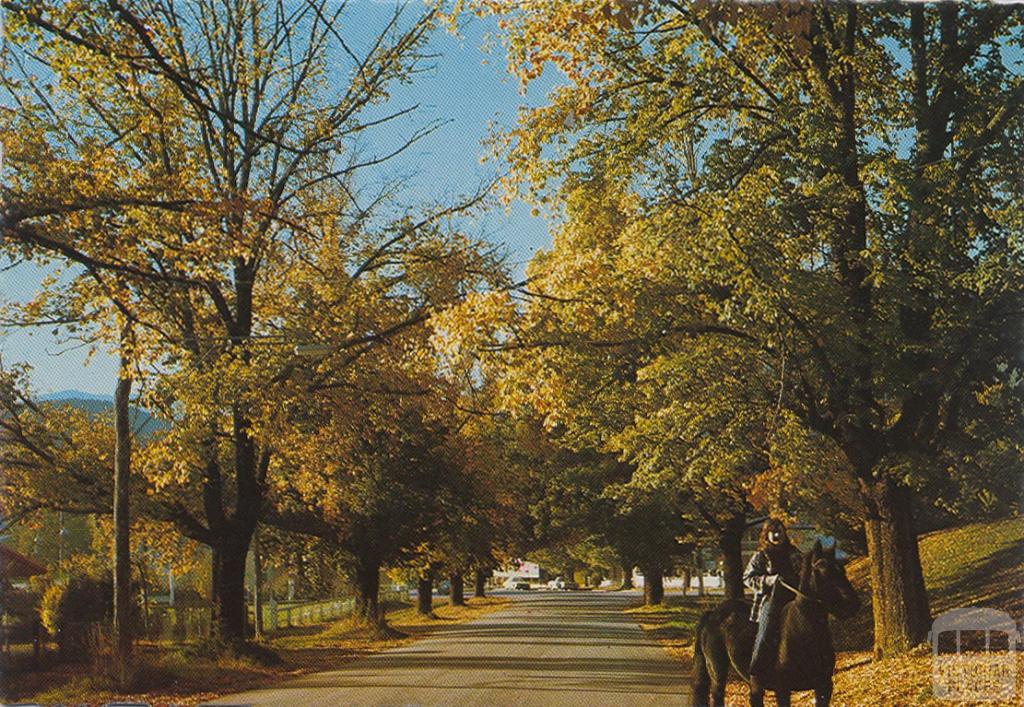 Elm trees, Bright Elm trees, Bright
