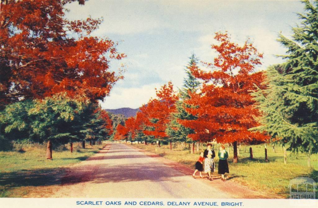Scarlet oaks and cedars, Delany Avenue, Bright