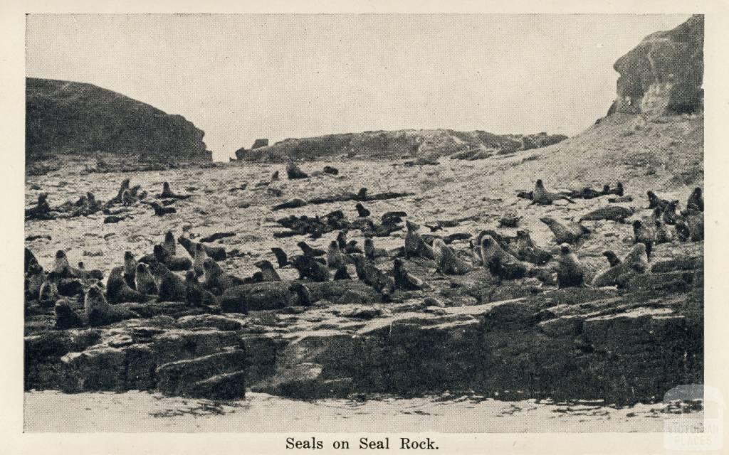 Seals on Seal Rock, Cowes