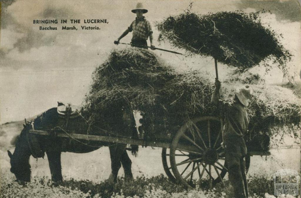 Bringing in the lucerne, Bacchus Marsh, 1954