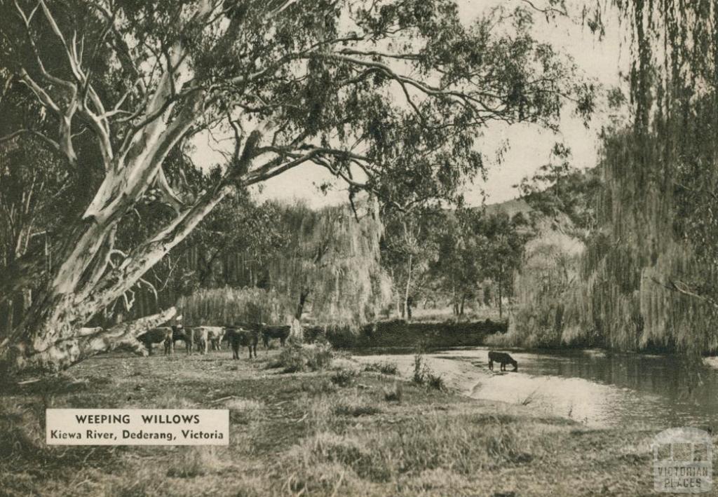 Weeping willows, Kiewa River, Dederang, 1954