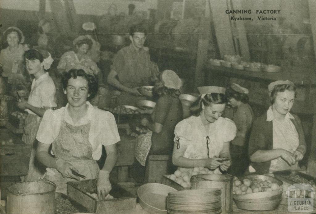 Canning factory, Kyabram, 1954
