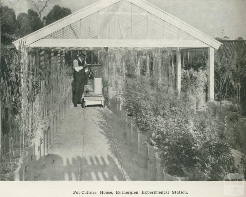 Pot-culture house, Rutherglen Experimental Station, 1918