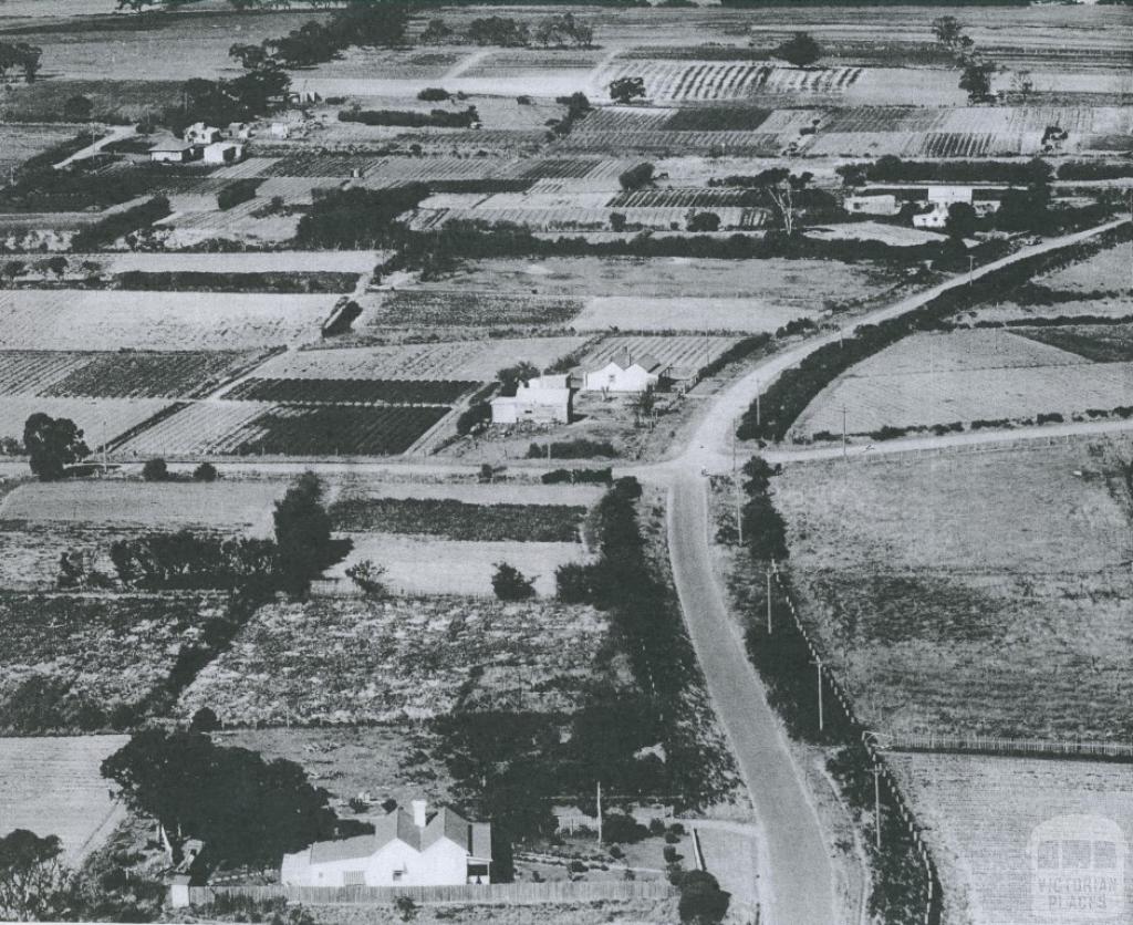 Market Gardens at Moorabbin, 1953