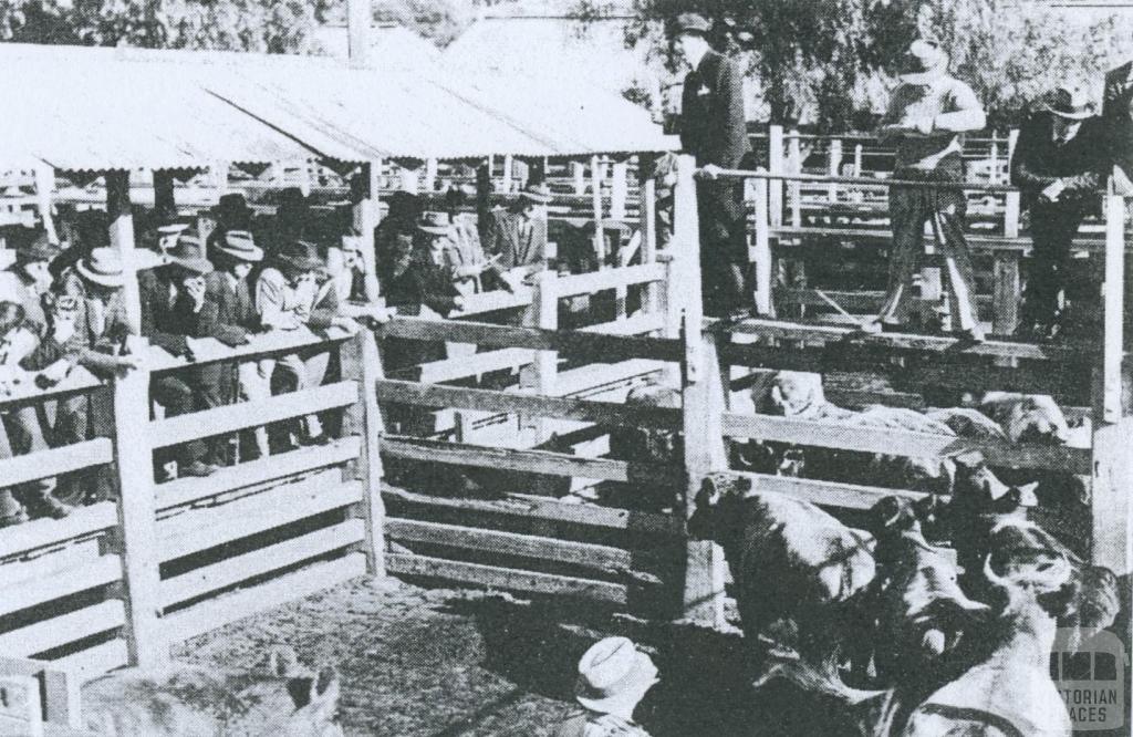 Cattle being sold at Newmarket Saleyards, 1953