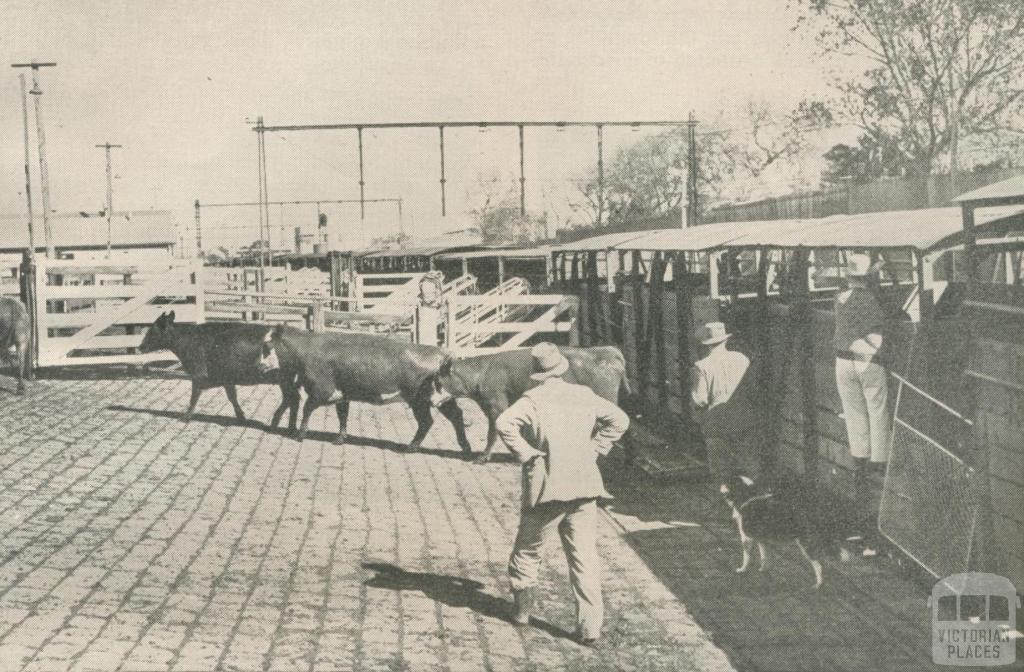 Unloading cattle at Newmarket Livestock Siding, 1950