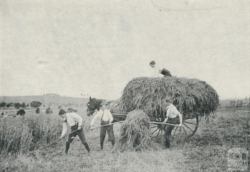 Warragul High School Farm, 1961