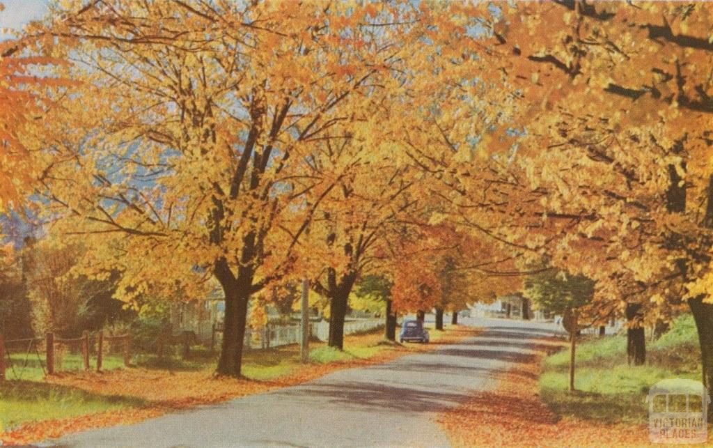 Golden Elms in Ireland Street beside the Bowling Green, Bright, c1960