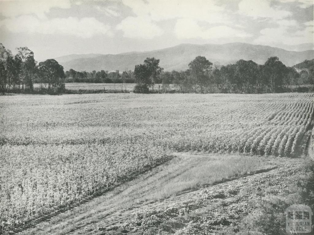 Tobacco cultivation in the Ovens Valley, c1960