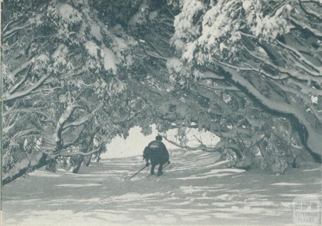 Skiing in the Alps, 1951