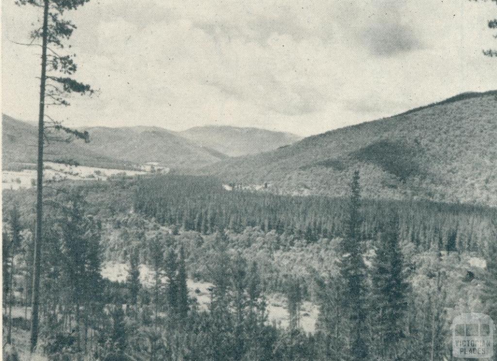 Pine Forest, Bright, 1951