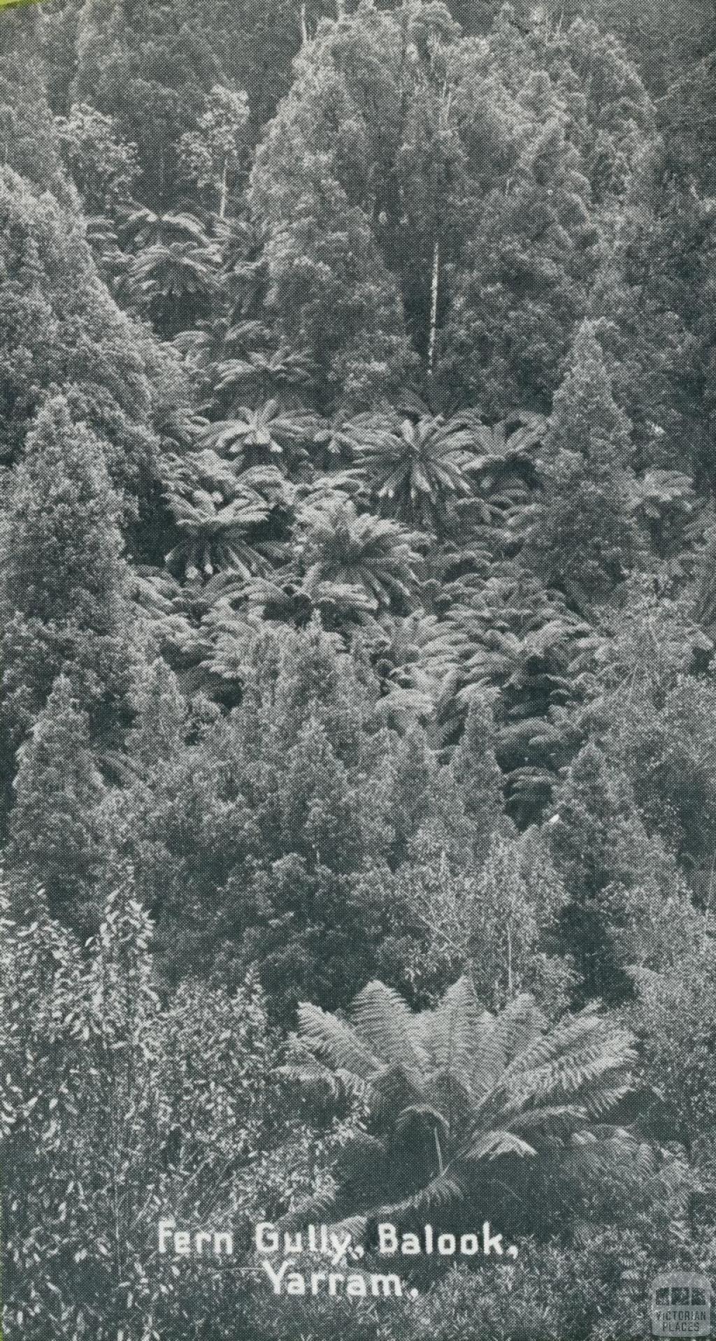 Fern Gully, Balook, Yarram, 1947
