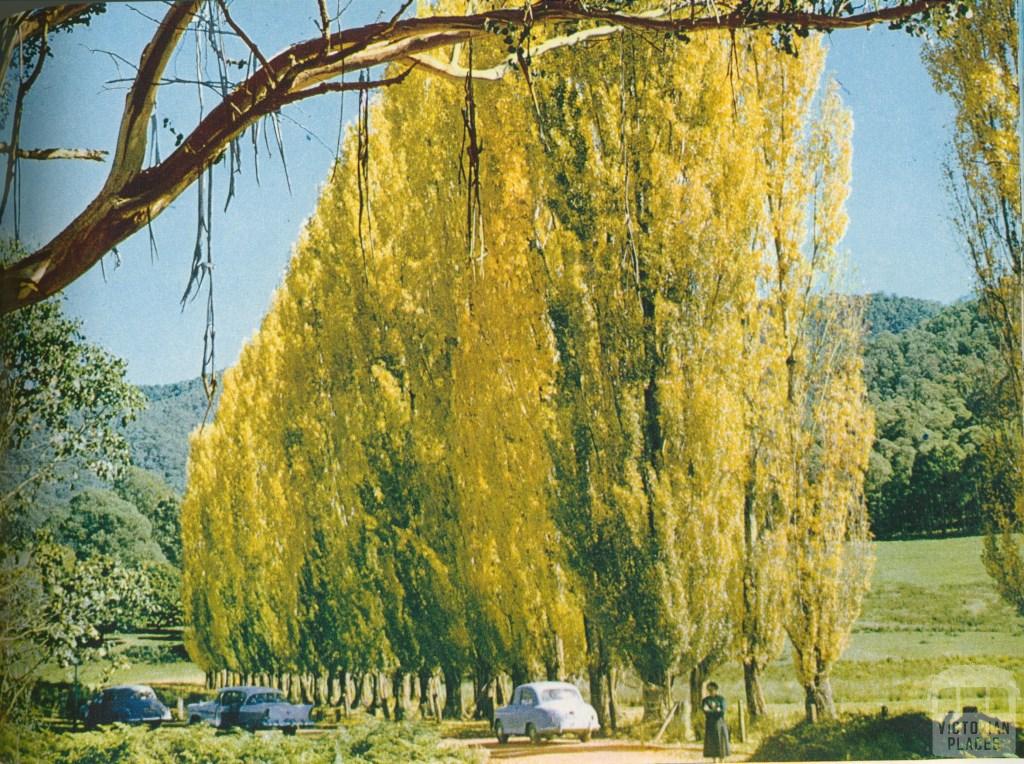 Poplars, near Bright in the Ovens Valley, c1958