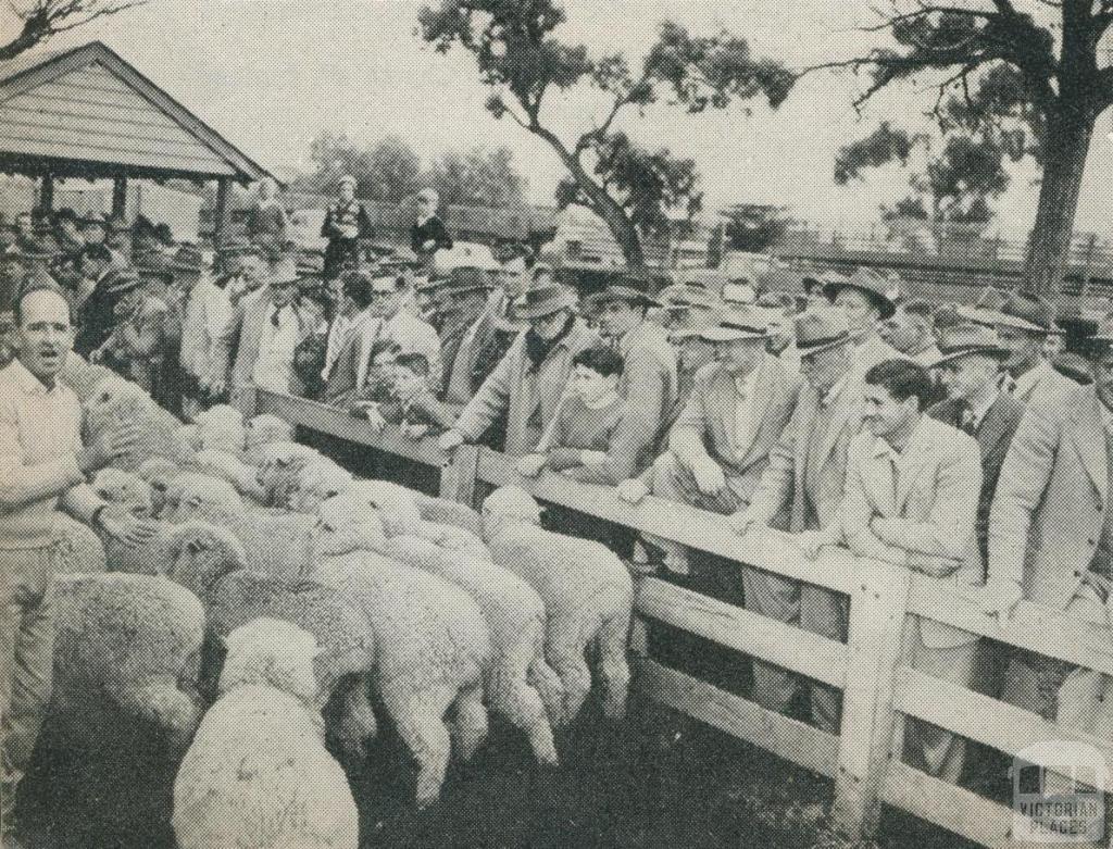 Selling stock at the Municipal Saleyards, Horsham, 1960