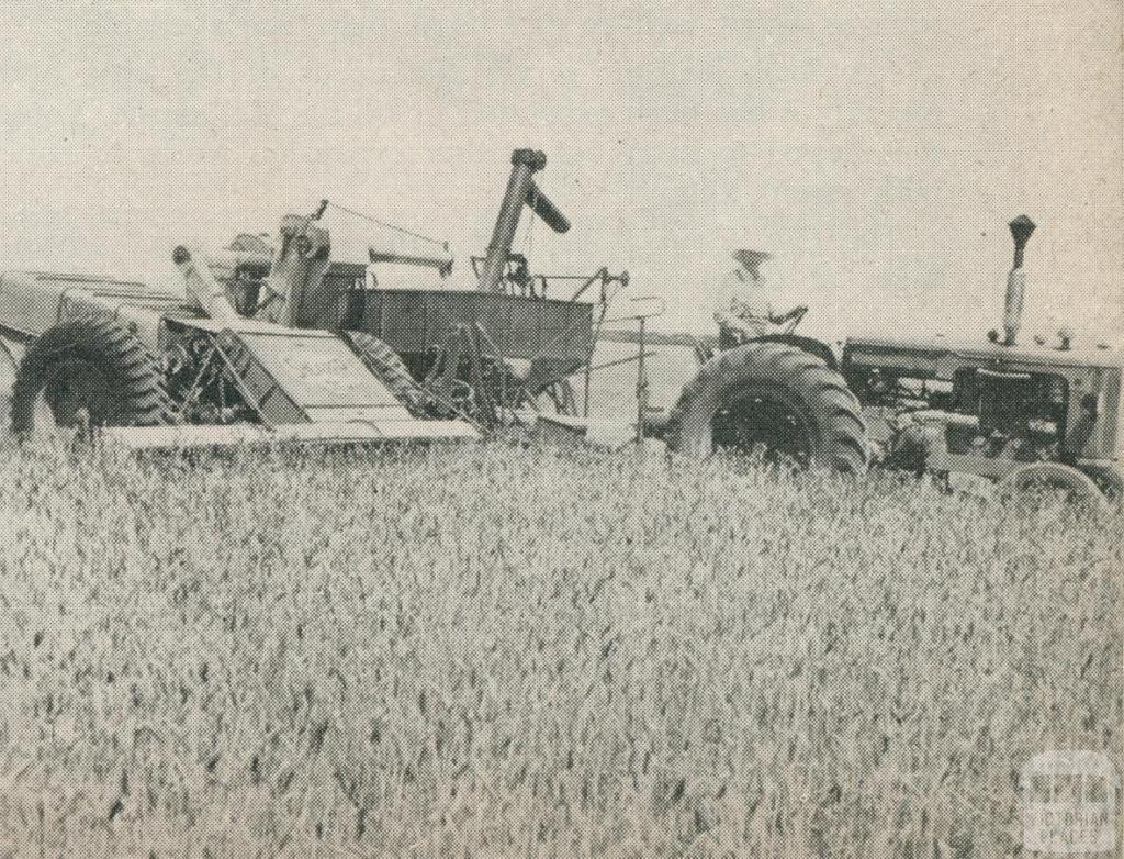 Harvesting a district wheat crop, Horsham, 1960