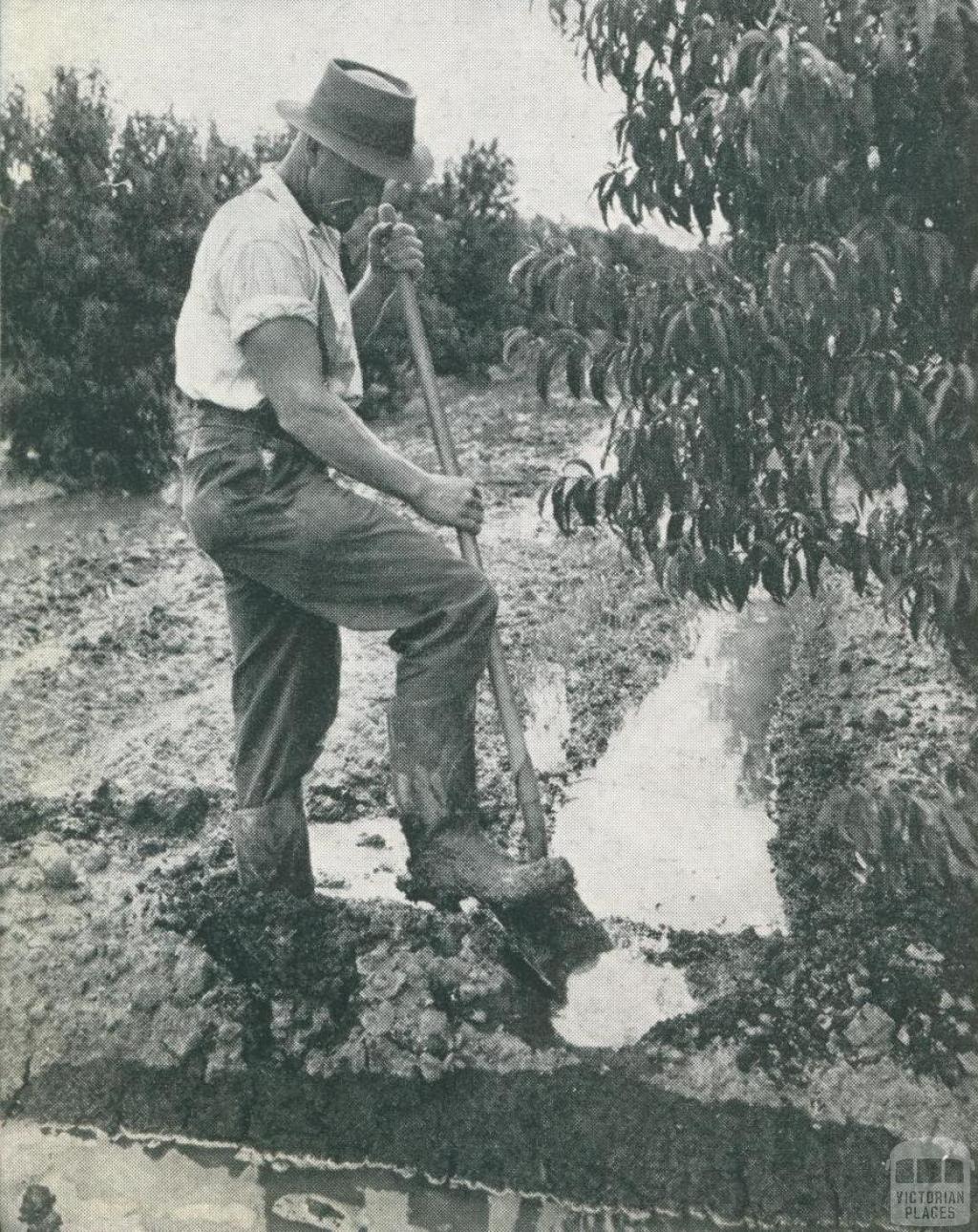 Kyabram orchardist, 1952