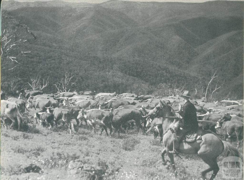 Hereford cattle being mustered on the Dargo High Plains, c1952