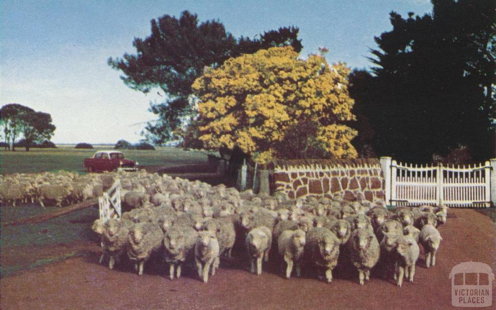 Merino flock, Rokewood, 1958