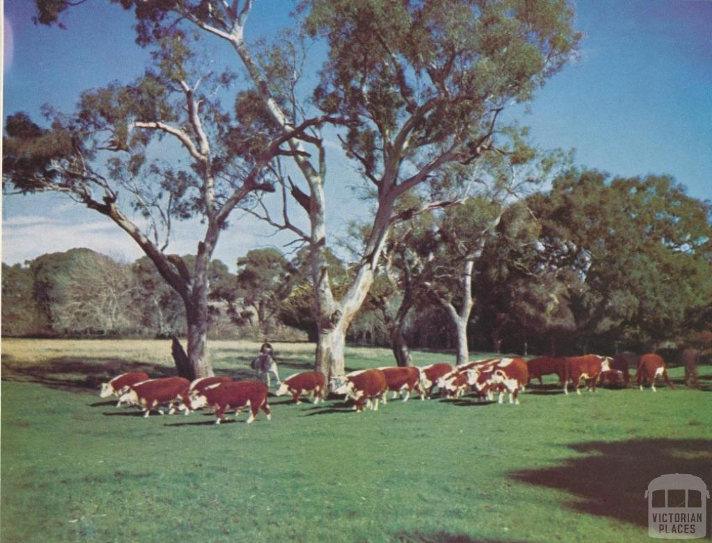 Hereford stud cows and calves, Shelford, 1958