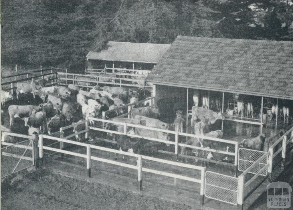 Milking sheds, Cudgee, 1958