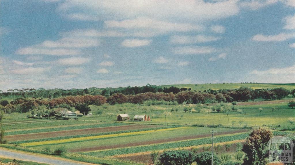 Market Garden, Batesford, 1958