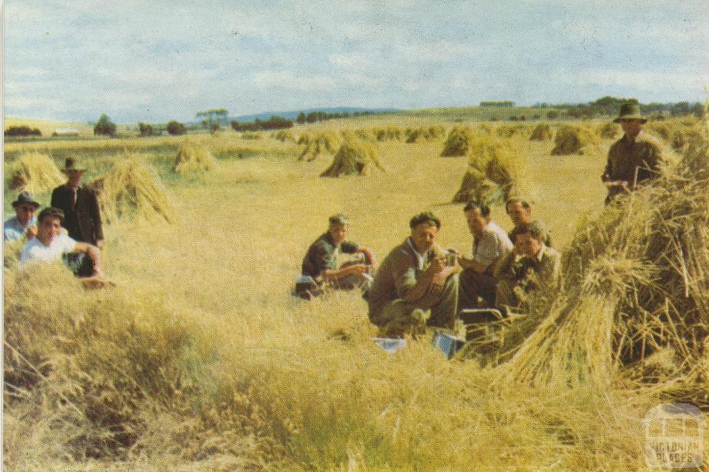 Hay harvesting, Romsey, 1958