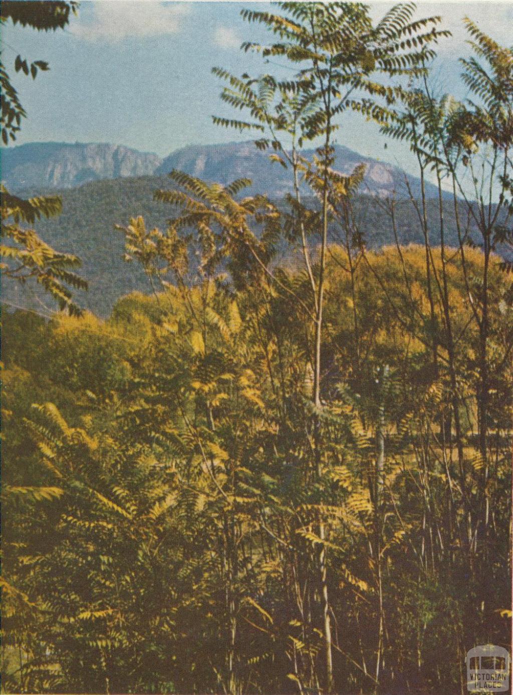 Mount Buffalo framed in ferns near Porepunkah, 1958