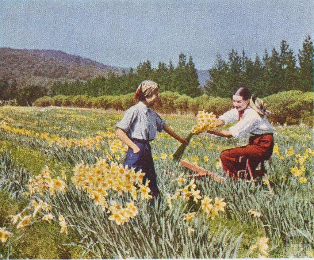 Daffodil time, Boronia, 1955