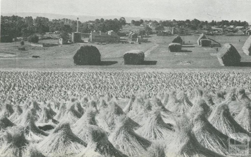 Flax production, Drouin, 1955