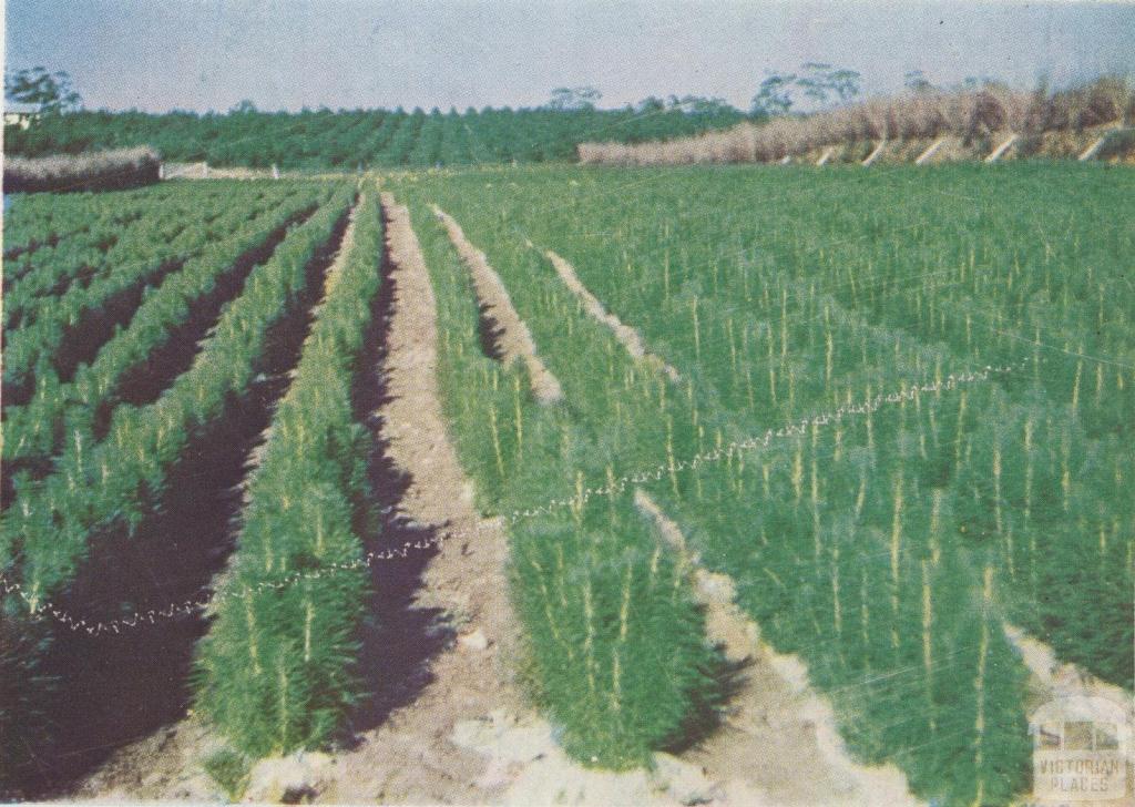Pinus radiata nursery, Longford, 1955
