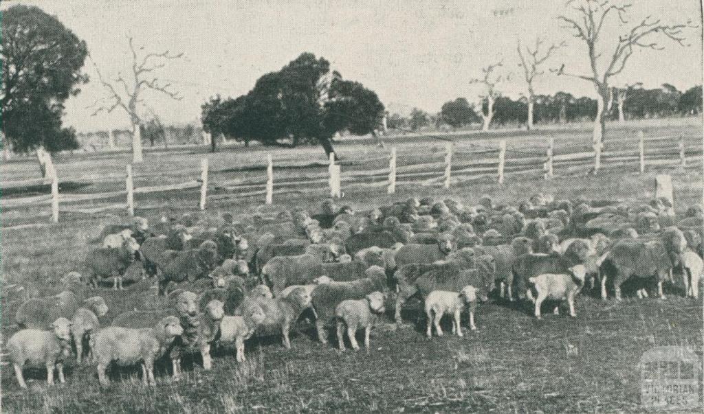 Stud Merinos, Staughton Vale Estate, 1911