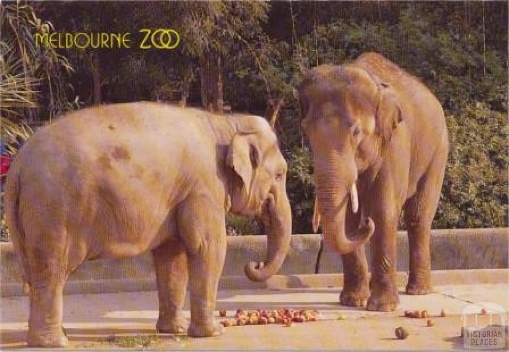 The Royal Melbourne Zoological Gardens, Bong Su and Mek Kapah enjoying lunch