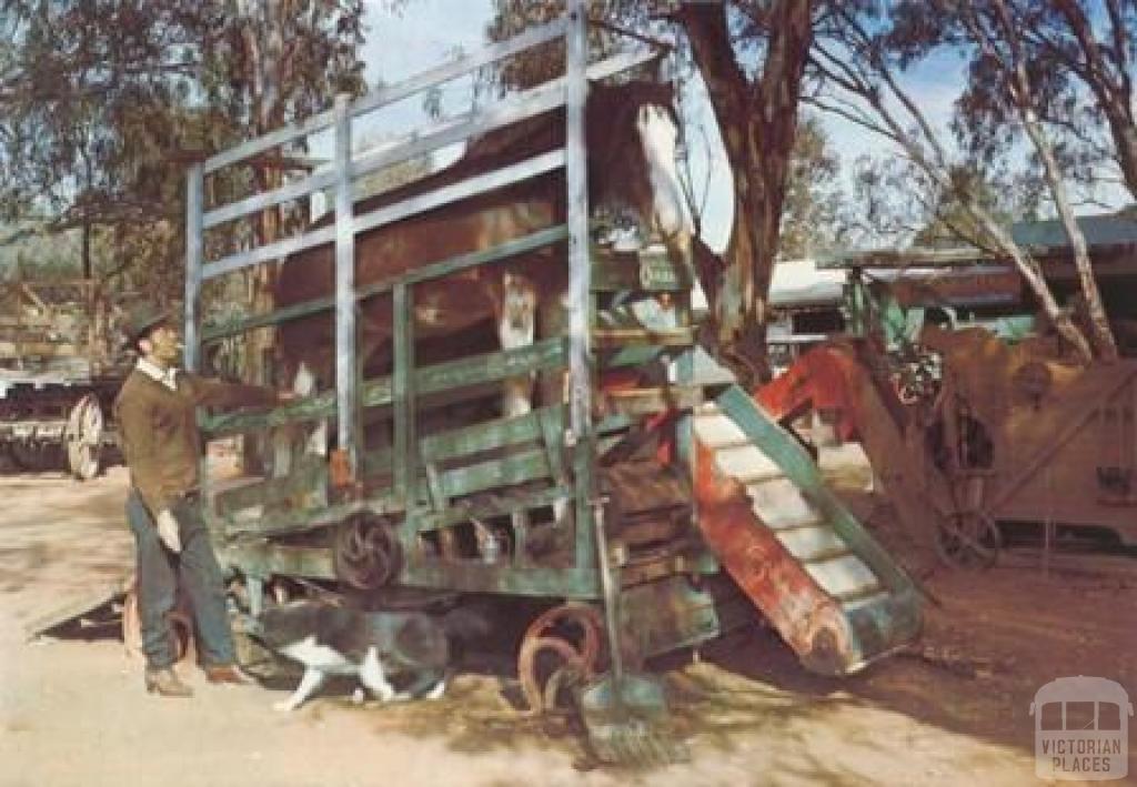 Betty working the winnower, Pioneer Settlement, Swan Hill