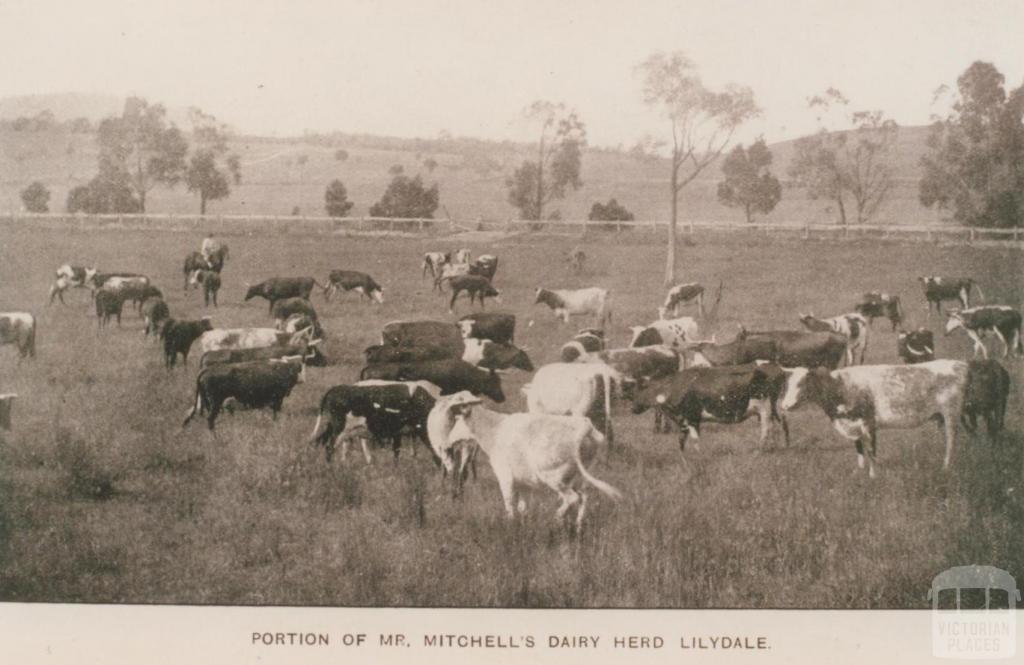 Mr Mitchell's dairy herd, Lilydale, 1905