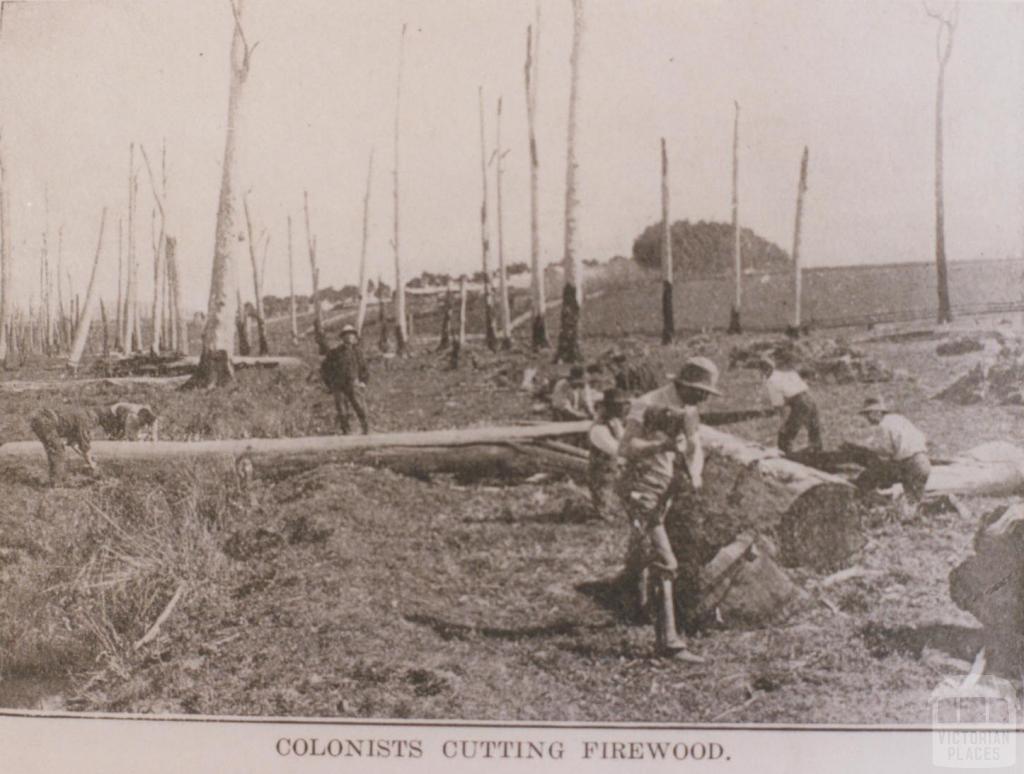 Colonists cutting firewood, Leongatha, 1912