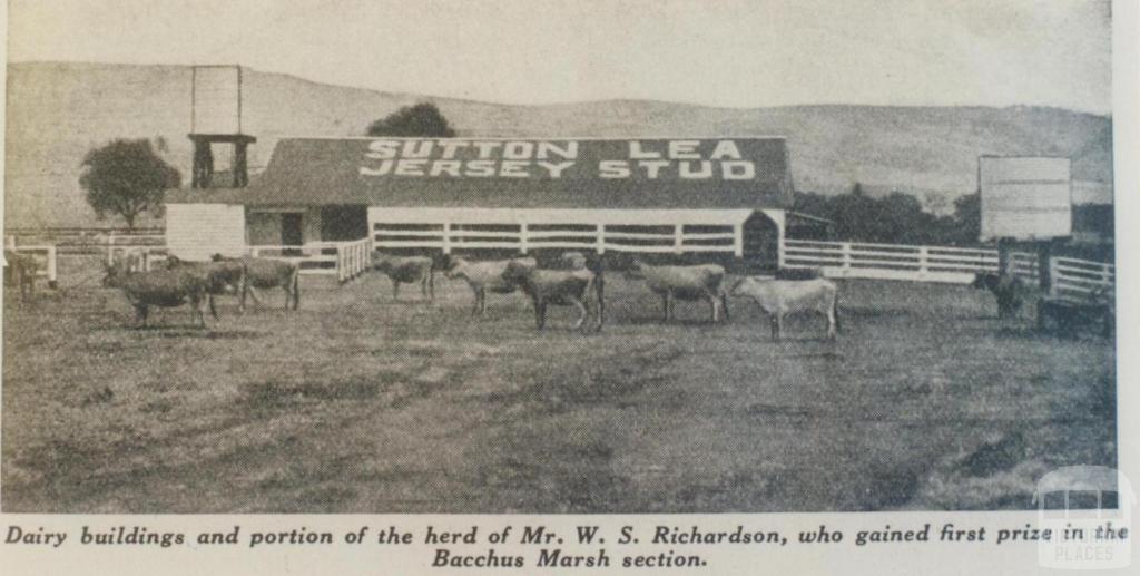 Mr W.S. Richardson's dairy herd, Bacchus Marsh, 1937