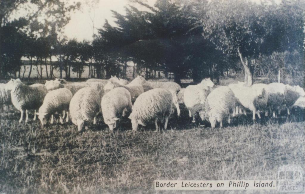 Border Leicesters on Phillip Island, 1940