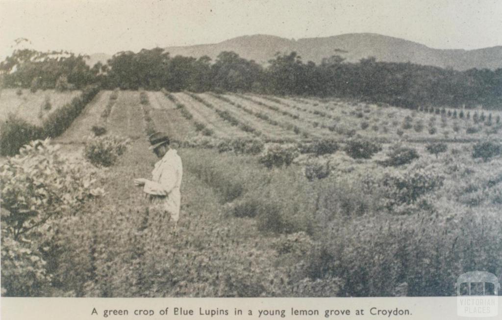 Crop of Blue Lupins in lemon grove, Croydon, 1943