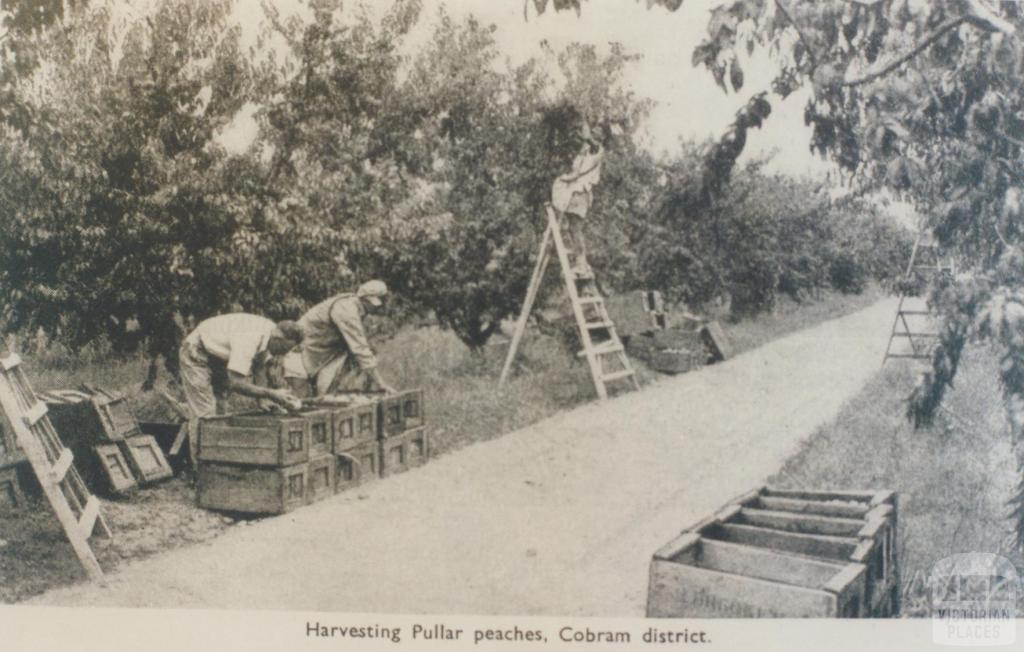 Harvesting Pullar peaches, Cobram district, 1952