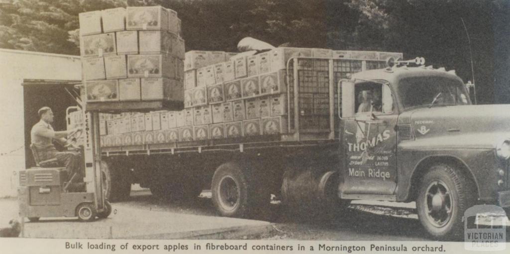 Loading apples, Main Ridge, Mornington Peninsula, 1966