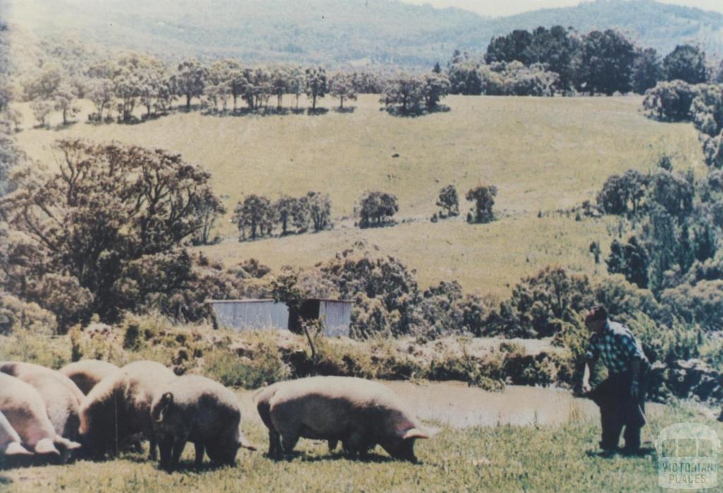 Clematis pig farm, 1967