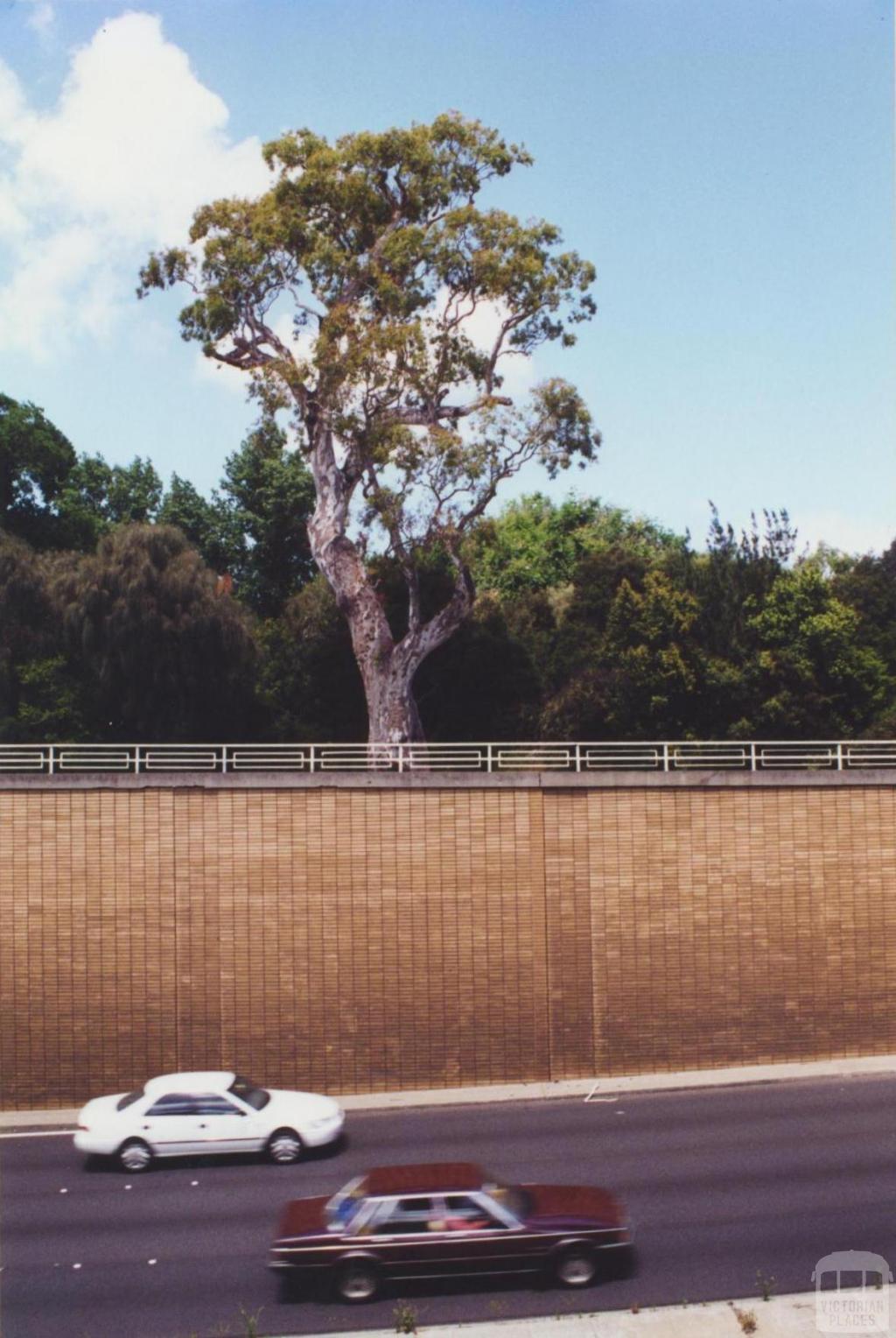 Aboriginal Tree, St Kilda, 2000